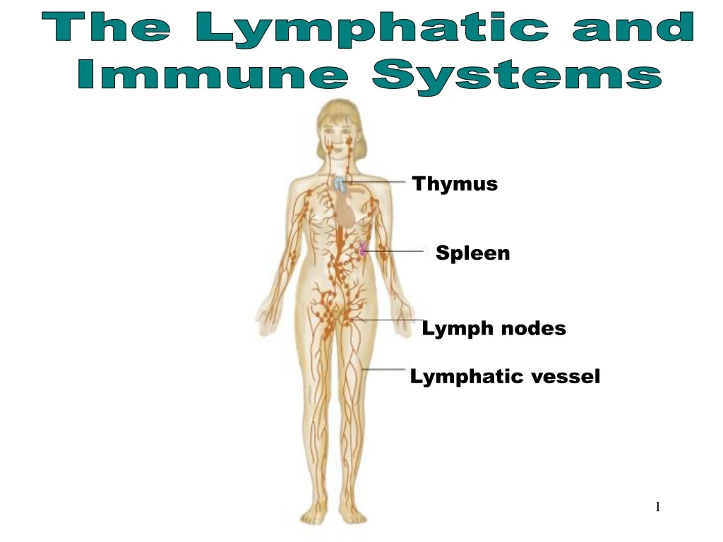 the lymphatic immune systems