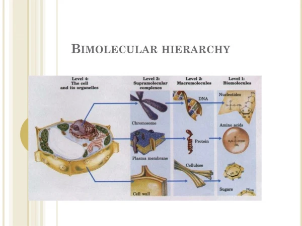 Bimolecular hierarchy