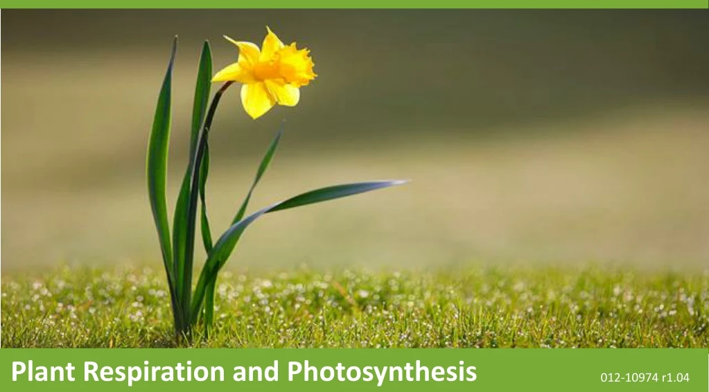 plant respiration and photosynthesis
