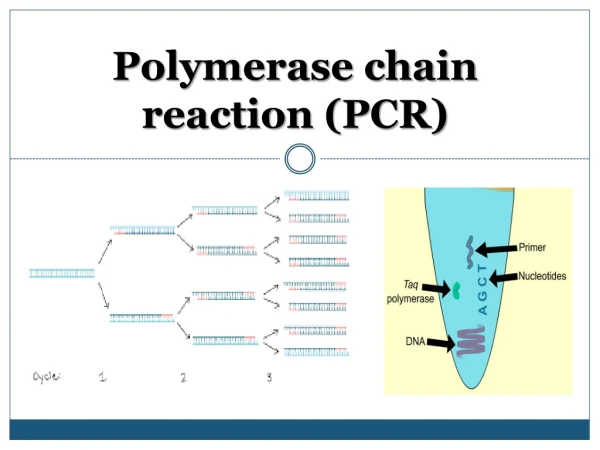 Polymerase chain reaction (PCR)