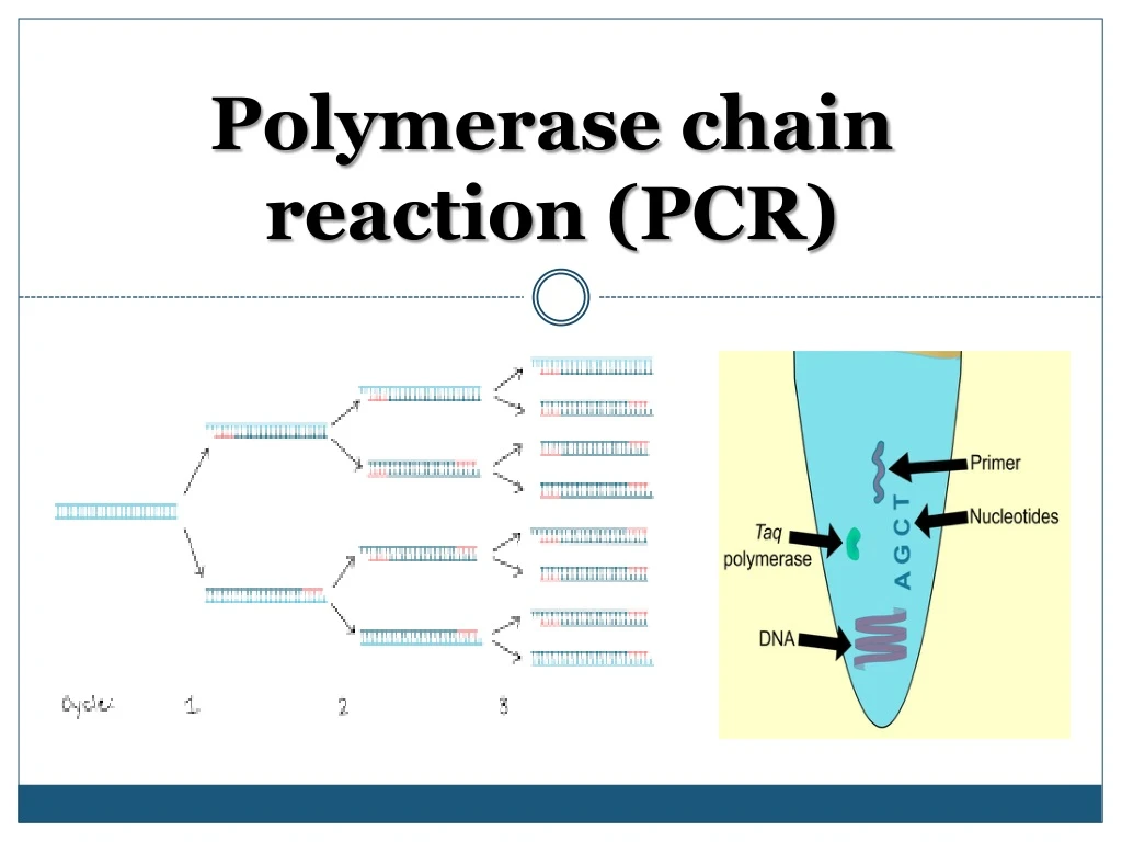 polymerase chain reaction pcr