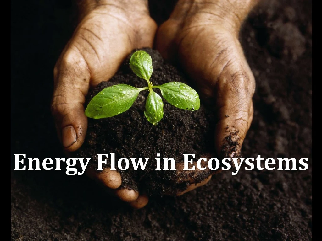 energy flow in ecosystems