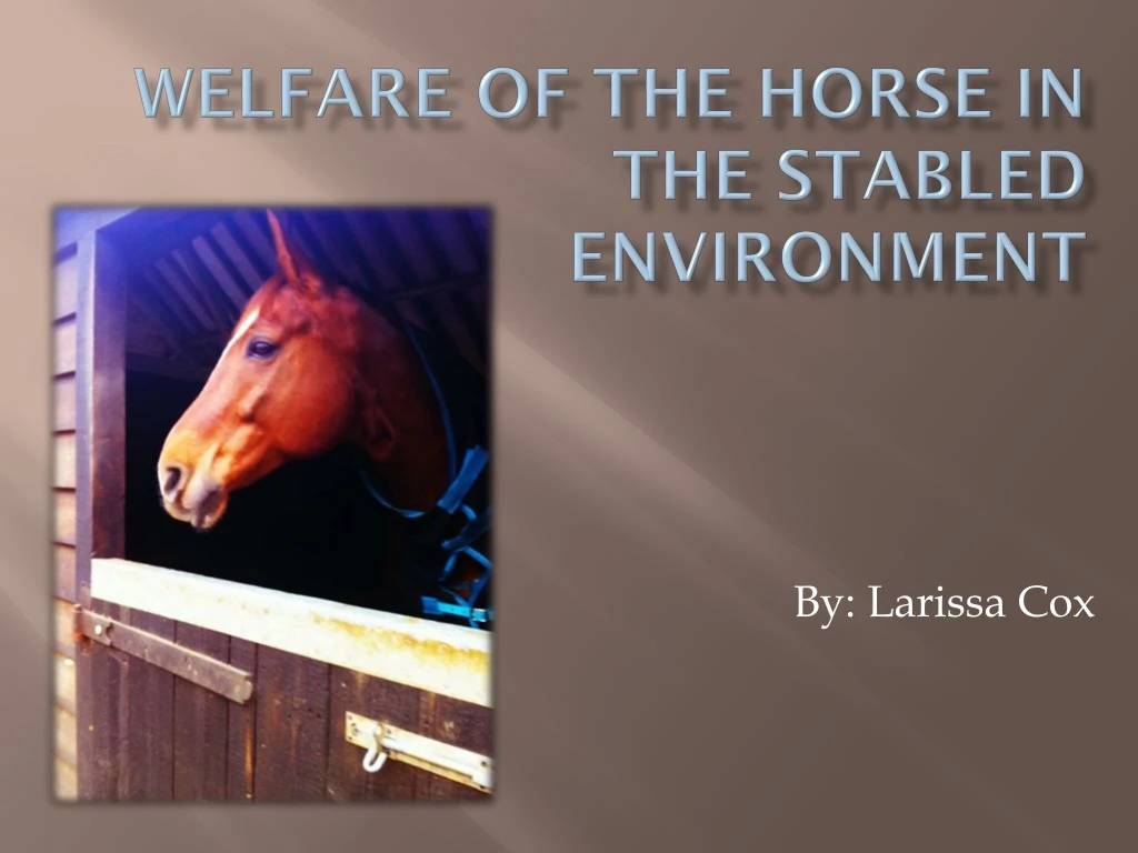 welfare of the horse in the stabled environment