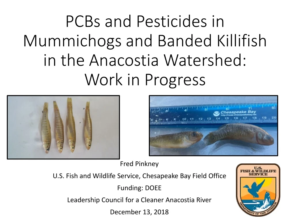 pcbs and pesticides in mummichogs and banded killifish in the anacostia watershed work in progress