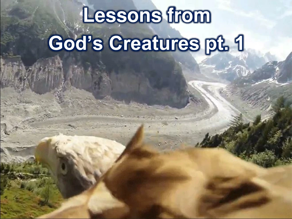 lessons from god s creatures pt 1