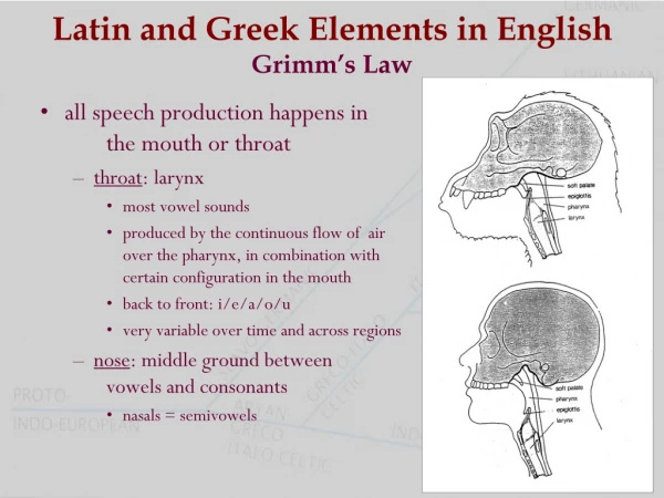 all speech production happens in 				the mouth or throat throat : larynx most vowel sounds