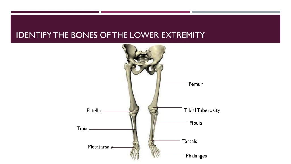 identify the bones of the lower extremity