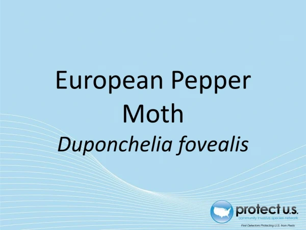 European Pepper Moth Duponchelia fovealis