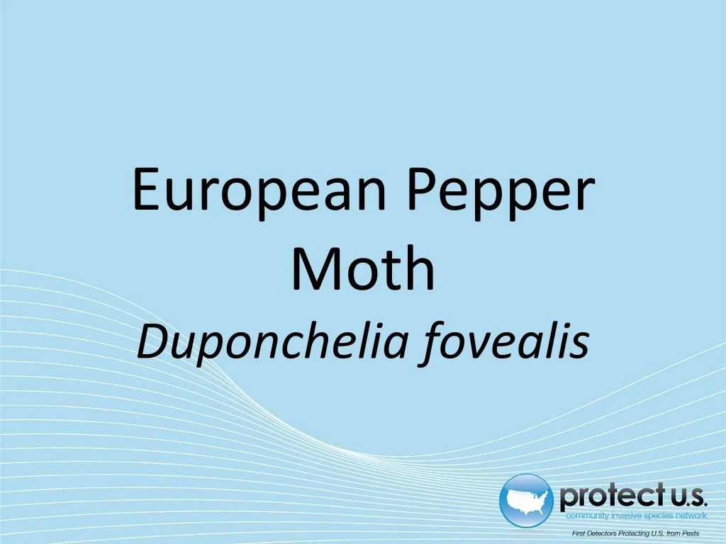 european pepper moth duponchelia fovealis