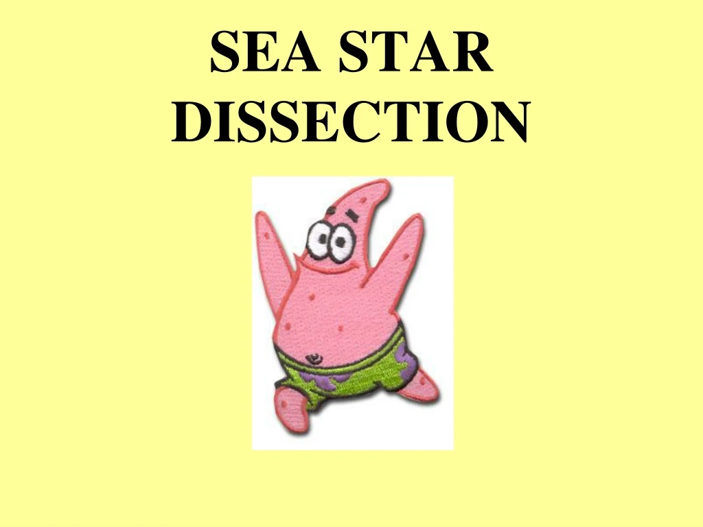 sea star dissection