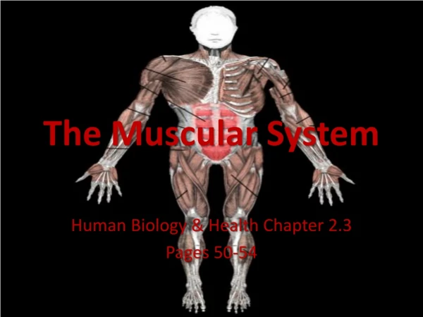 The Muscular System