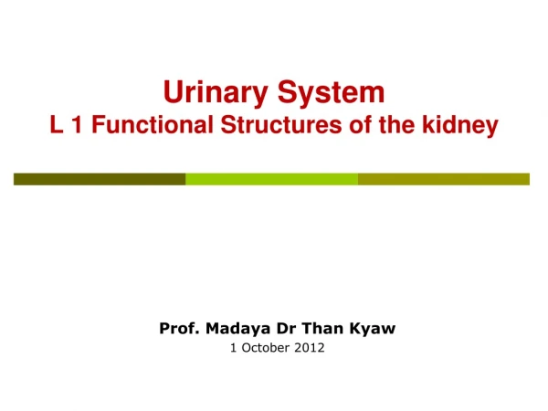 Urinary System L 1 Functional Structures of the kidney