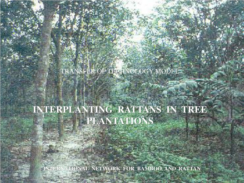 transfer of technology model interplanting rattans in tree plantations