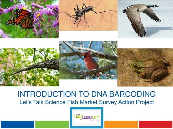 INTRODUCTION TO DNA BARCODING Let’s Talk Science Fish Market Survey Action Project