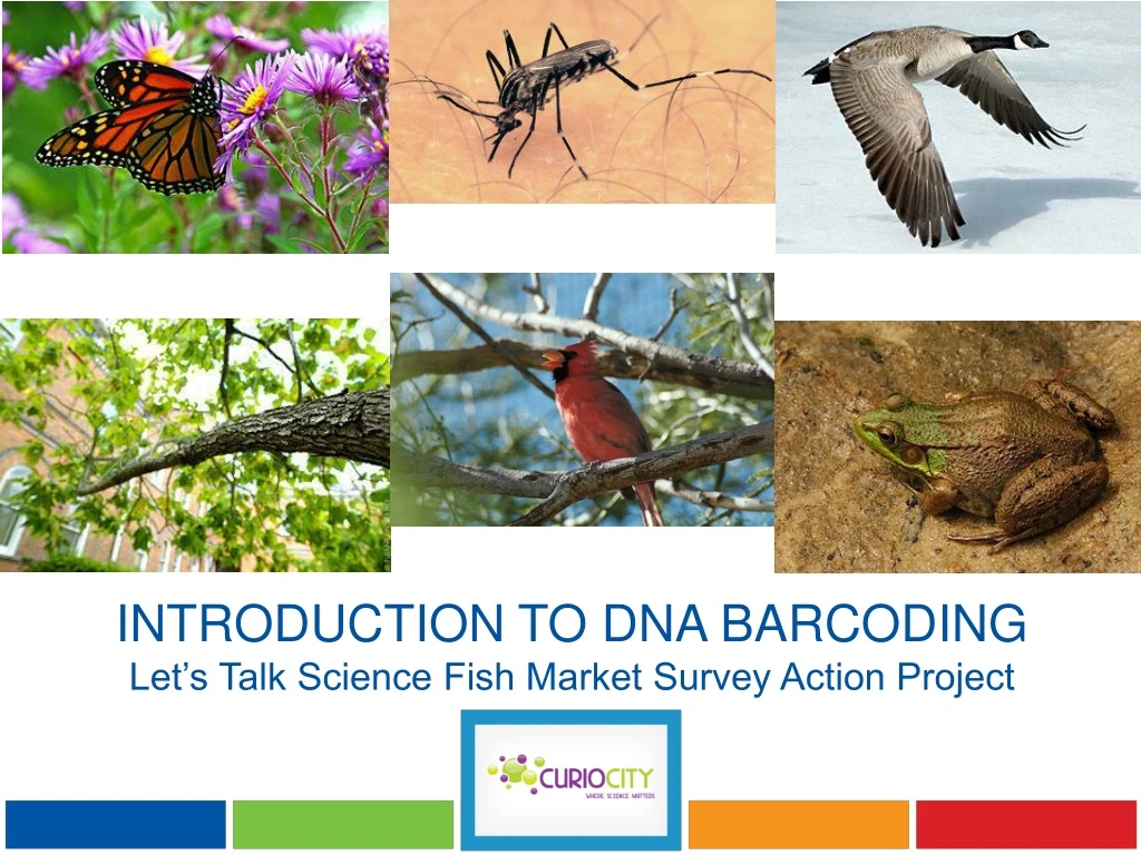 introduction to dna barcoding let s talk science