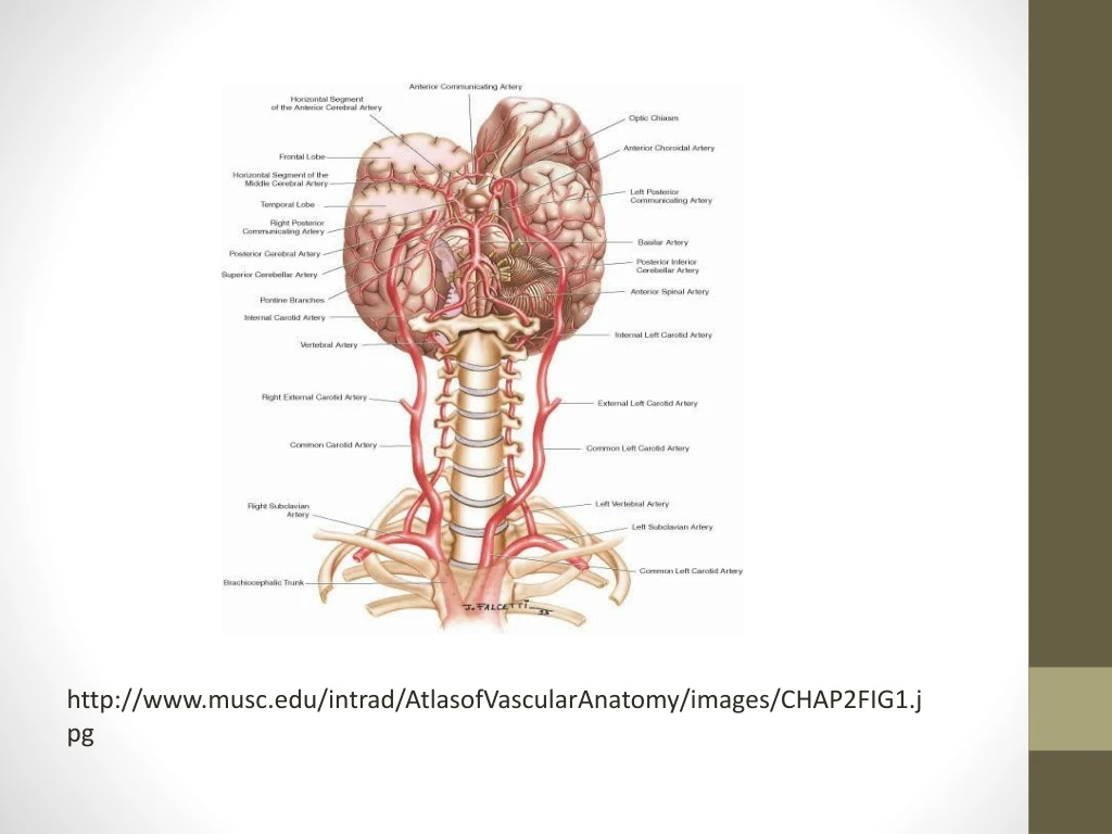http www musc edu intrad atlasofvascularanatomy