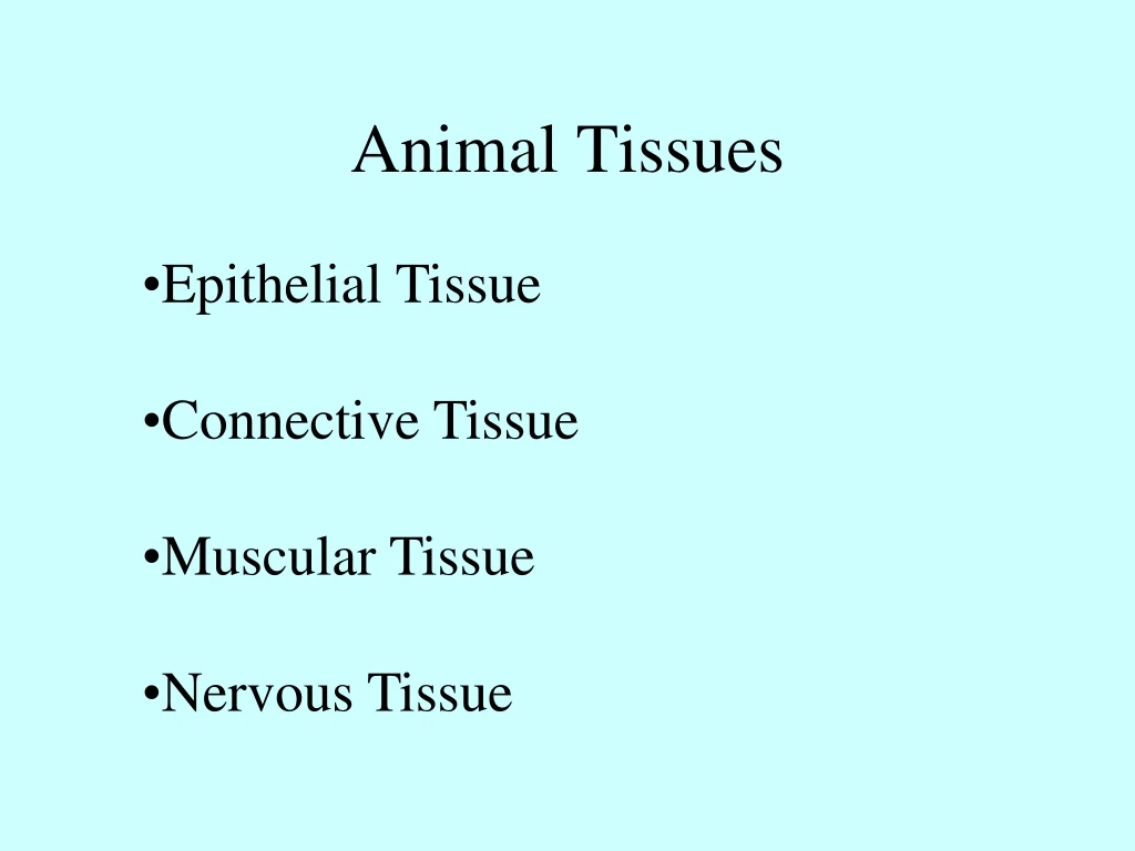 animal tissues