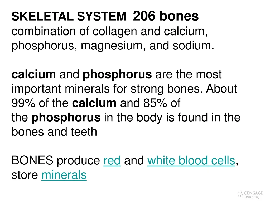 skeletal system 206 bones combination of collagen
