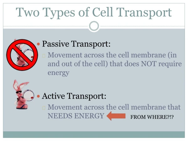 Two Types of Cell Transport