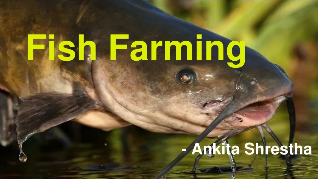 fish farming