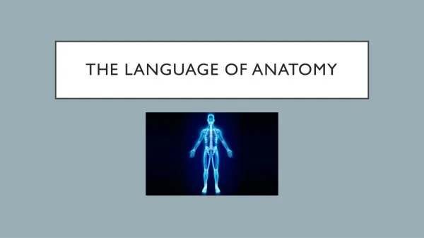 The language of anatomy