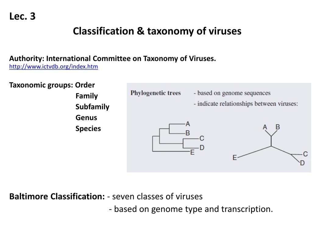 lec 3 classification taxonomy of viruses