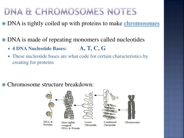 DNA &amp; Chromosomes Notes