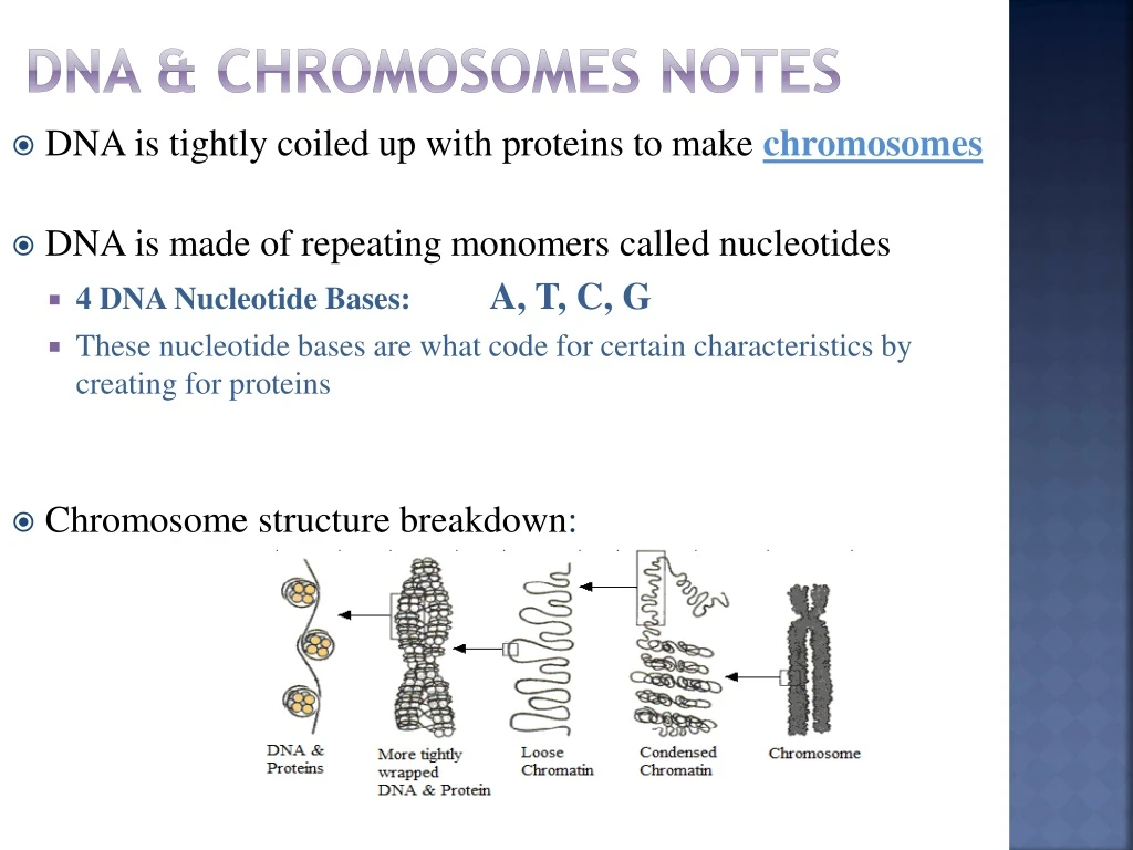 dna chromosomes notes