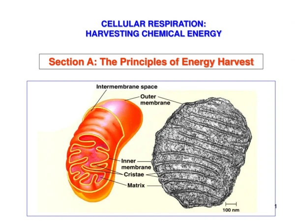 CELLULAR RESPIRATION: HARVESTING CHEMICAL ENERGY