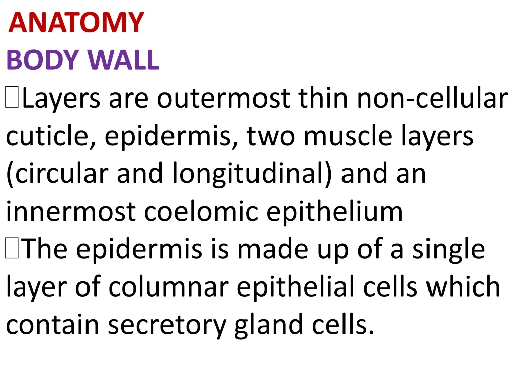 anatomy body wall layers are outermost thin