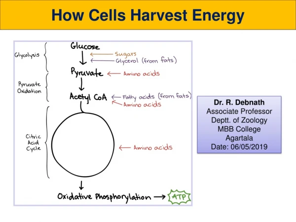 How Cells Harvest Energy