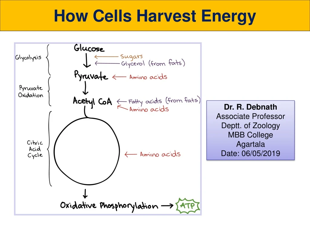 how cells harvest energy