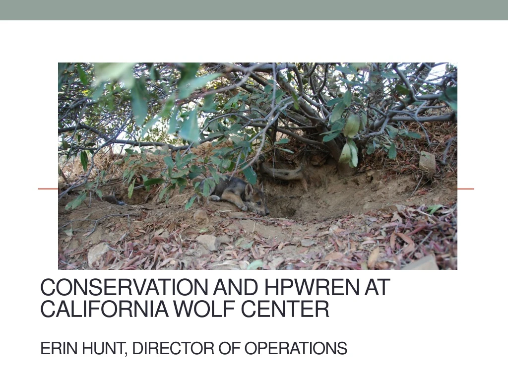 conservation and hpwren at california wolf center erin hunt director of operations