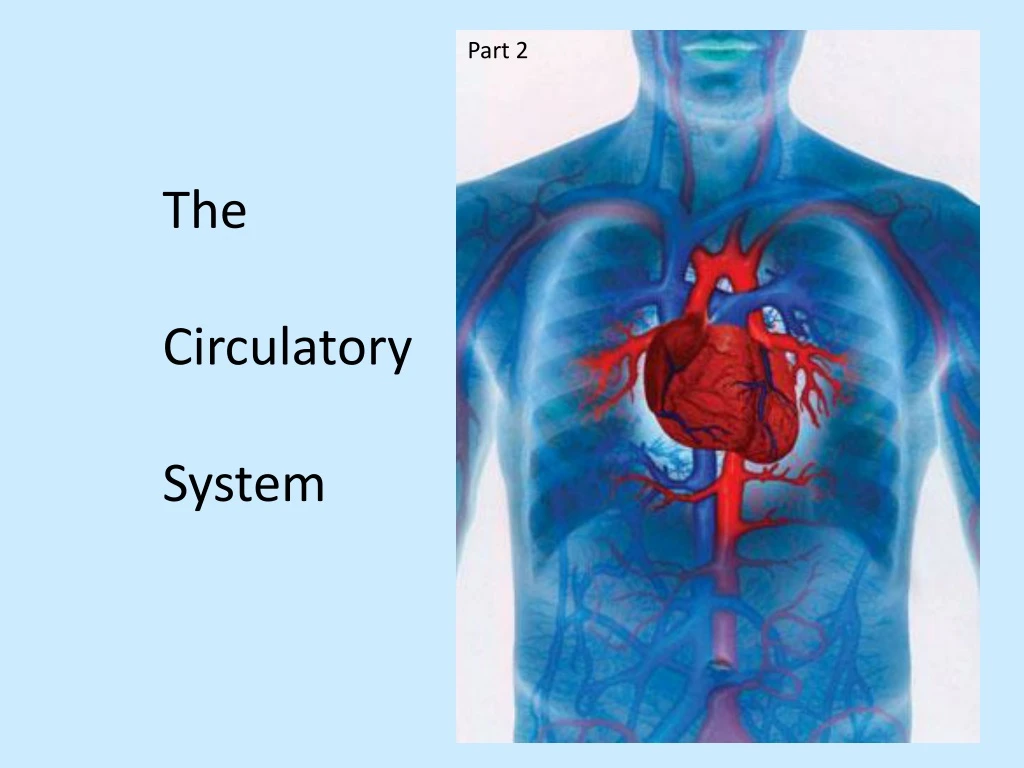 the circulatory system