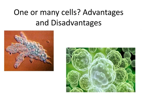 One or many cells? Advantages and Disadvantages