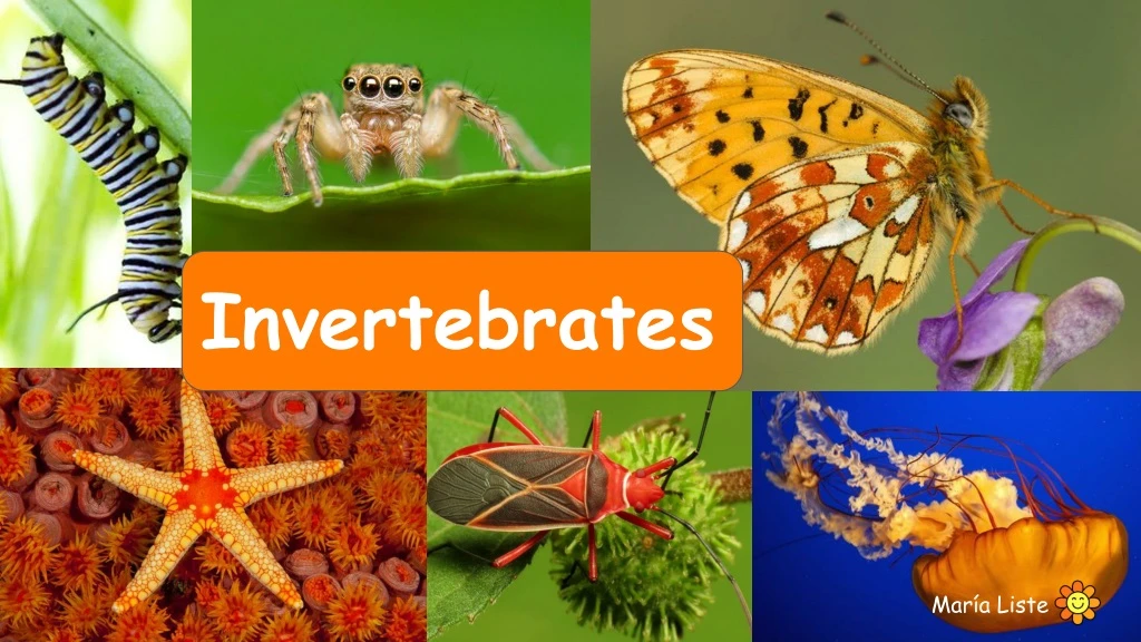 invertebrates