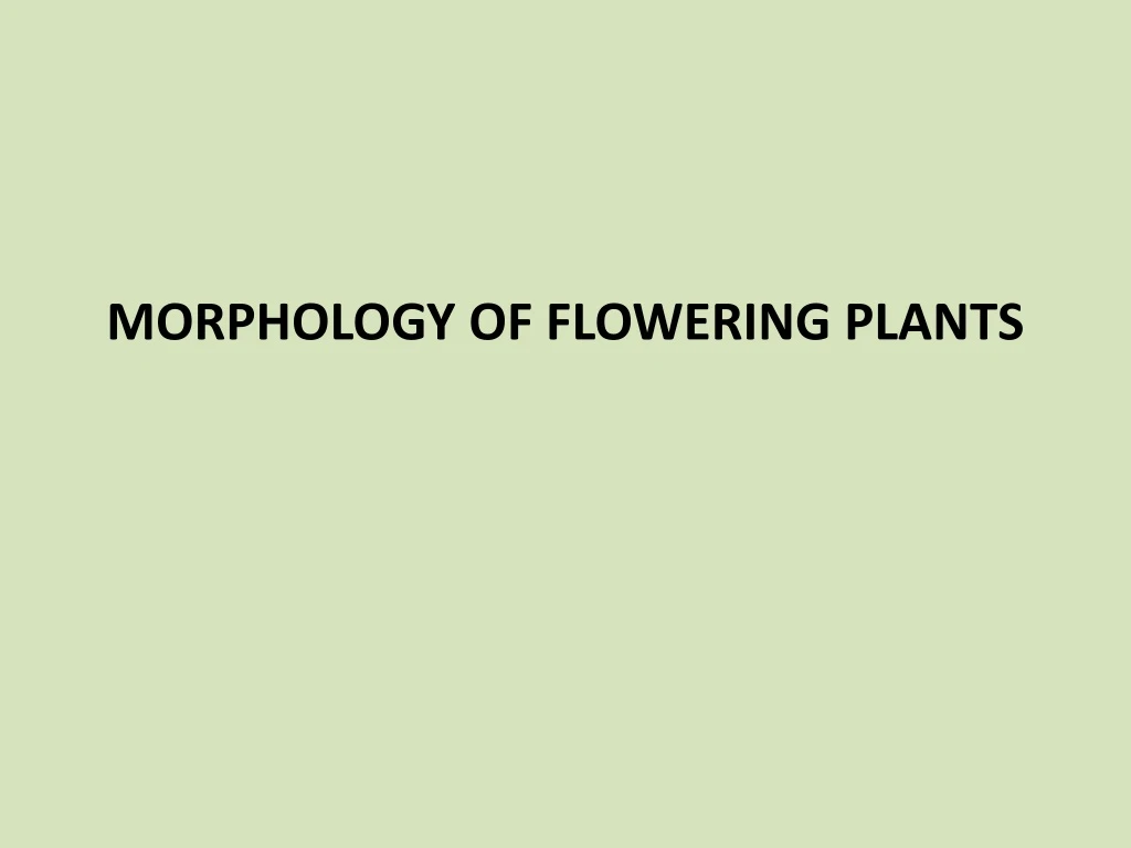 morphology of flowering plants