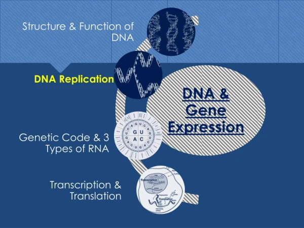 DNA: DNA Replication