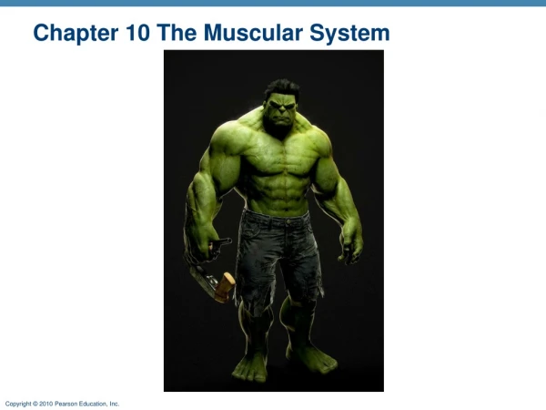 Chapter 10 The Muscular System