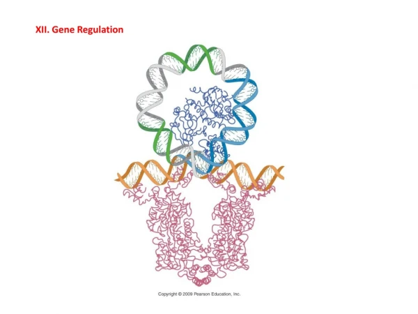 XII. Gene Regulation