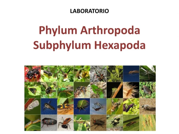 LABORATORIO Phylum Arthropoda Subphylum Hexapoda