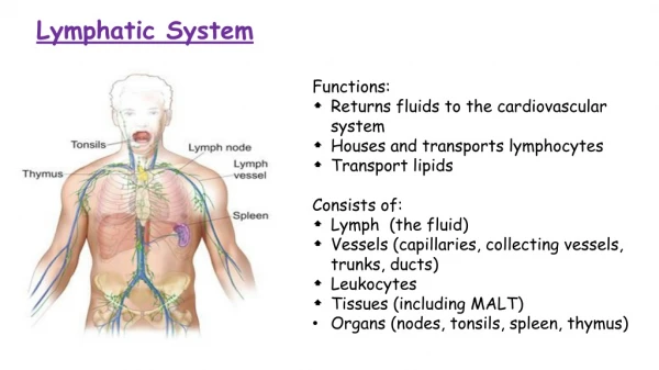 Lymphatic System