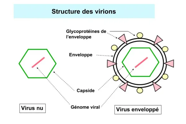 Structure des virions