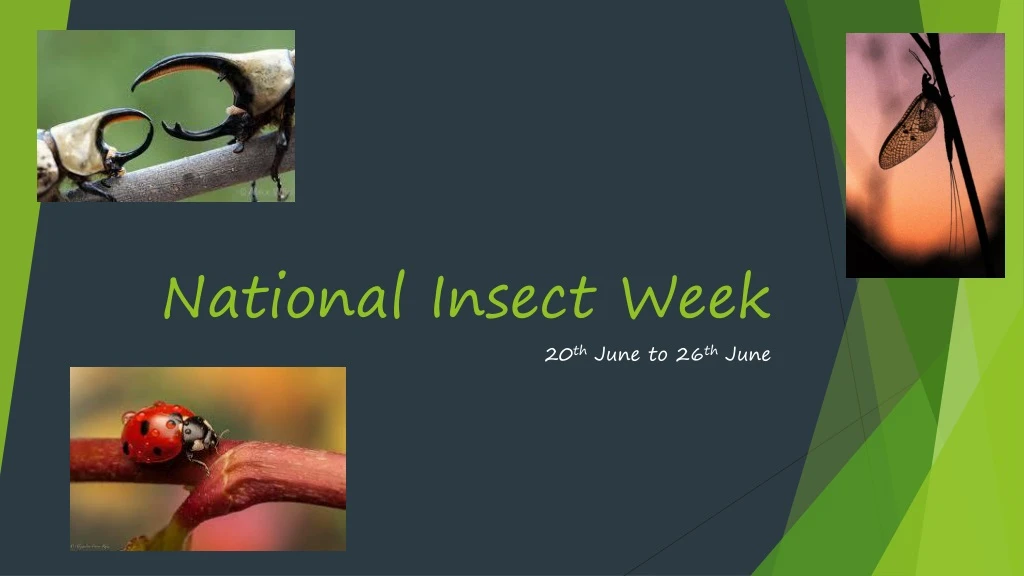 national insect week