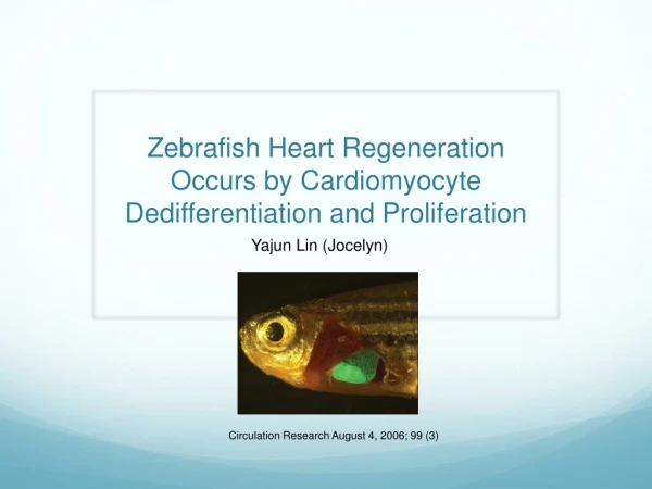 Zebrafish Heart Regeneration Occurs by Cardiomyocyte Dedifferentiation and Proliferation
