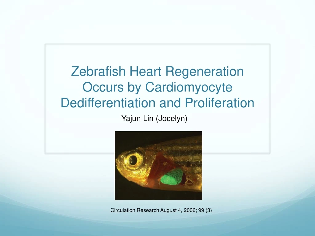 zebrafish heart regeneration occurs by cardiomyocyte dedifferentiation and proliferation