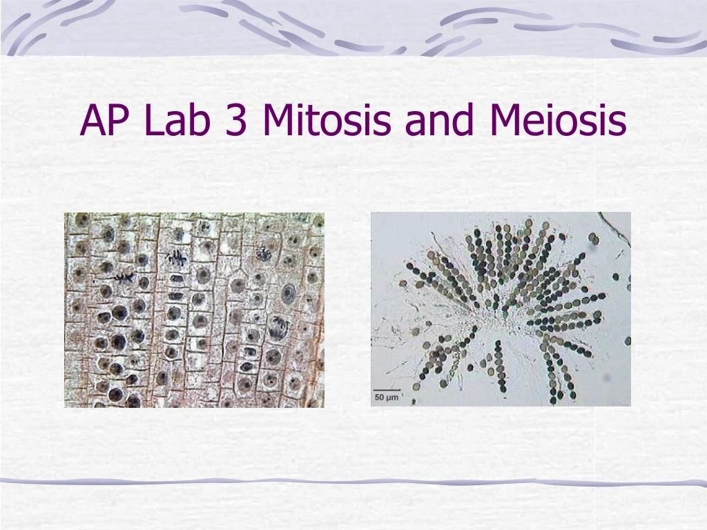 ap lab 3 mitosis and meiosis