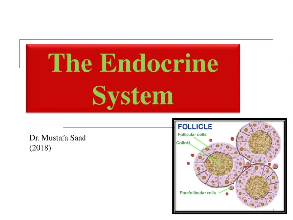 The Endocrine System