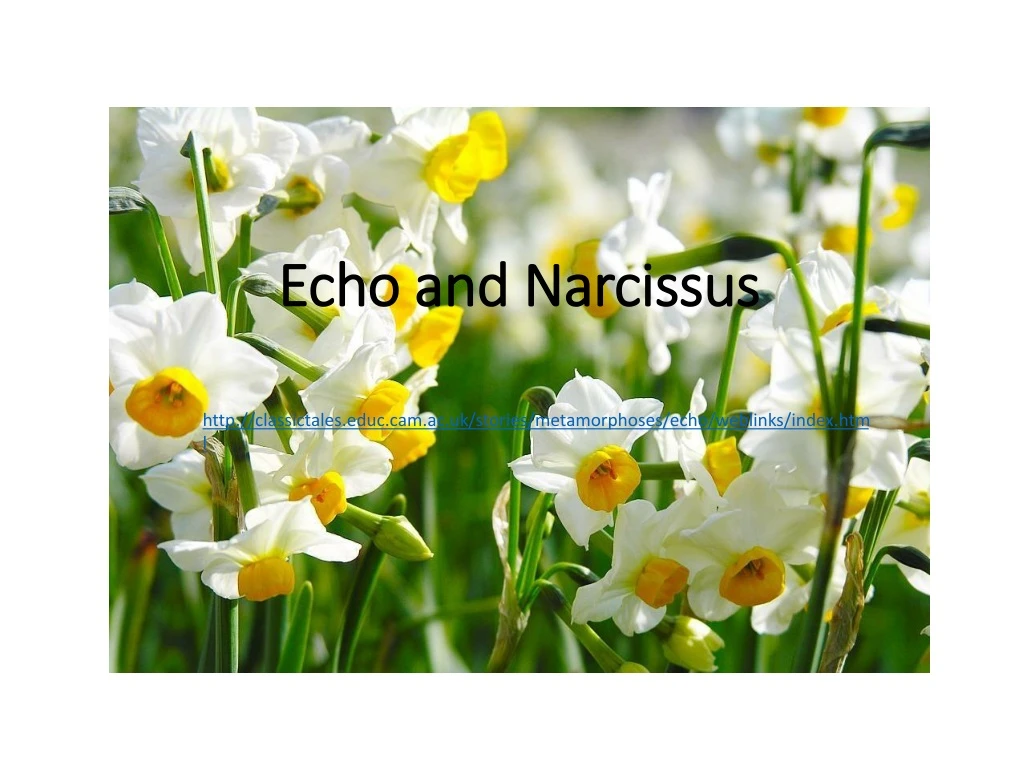 echo and narcissus