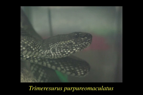 Trimeresurus purpureomaculatus